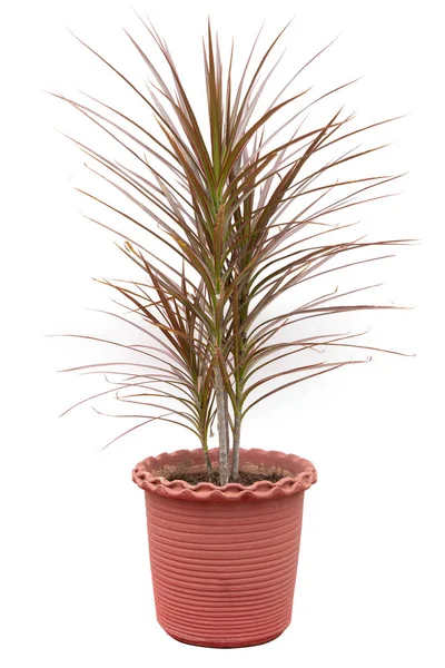 Dracaena Marginata Üç Renkli Bitki Çiçek saksısında yalıtılmış