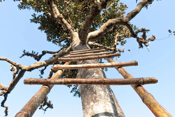 Tangga bambu di pohon, tangga kayu tergeletak dengan batang pohon di atas — Stok Foto
