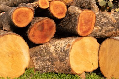 Tree trunk cut, put in the grass