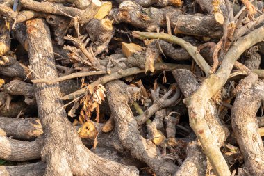 Chopped tree branches. Stacked firewood.