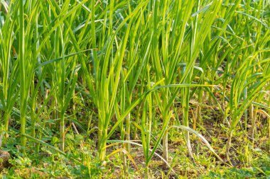 Beds with young onions, rows of green onions, green onions in th