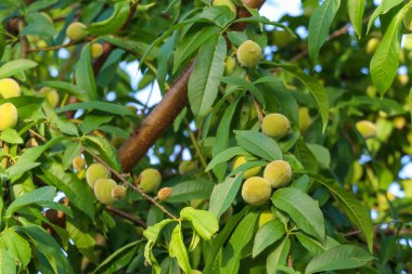 Beyaz arkaplanda siyah kablosuz klavye faresi izole