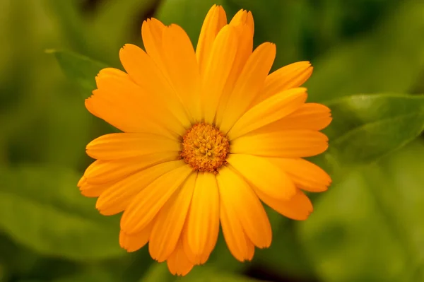 Calendula çiçeği ya da kadife çiçeği, bulanık arkaplanda yakın plan.
