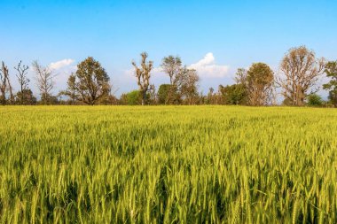 Yeşil buğday tarlası, güzel yeşil tahıl tarlası arka planı