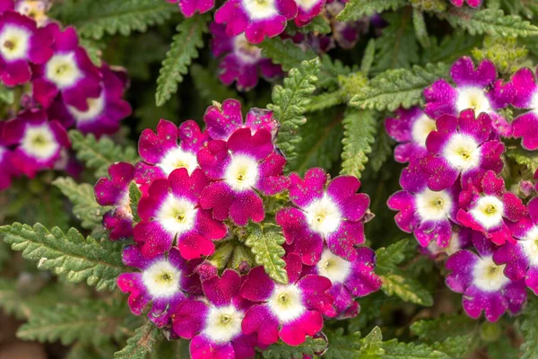 Verbena bitkisinin mor çiçeği, verbena bitkisinin üzerinde güzel verbena çiçeği.