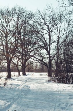 kış manzara ağaçlar Park ile