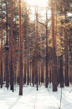 Kış Ormanında Güneş