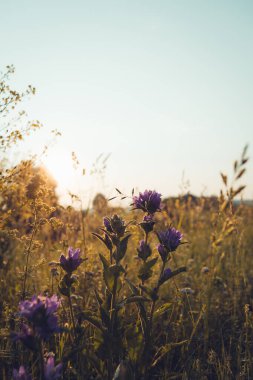 Tarlada yaz çiçekleri