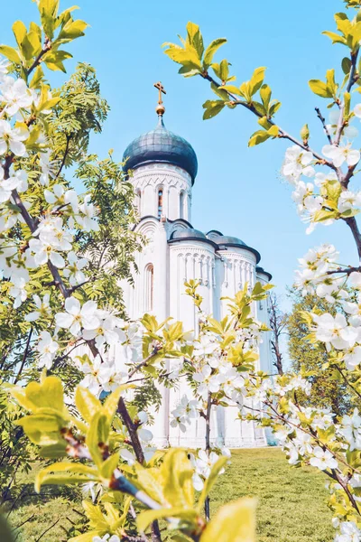 Church of the Intercession on the Nerl. church on the background of a blossoming tree