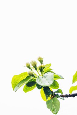 Baharda çiçek açan elma ağacı