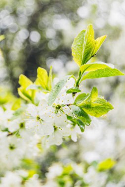 Baharda beyaz kiraz çiçeği