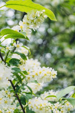 İlkbaharda açan beyaz leylak ağacı