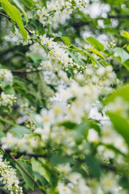 İlkbaharda açan beyaz leylak ağacı