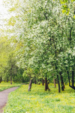Sarı çiçekli bahar manzarası
