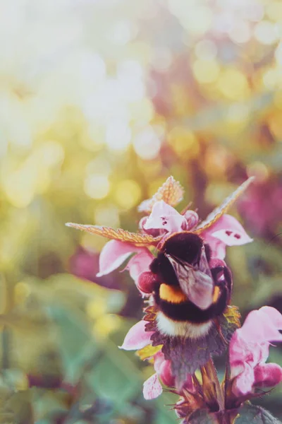 봄꽃에 호박벌 — 스톡 사진