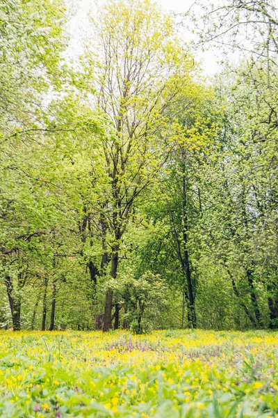 Весняний Пейзаж Жовтими Квітами — стокове фото
