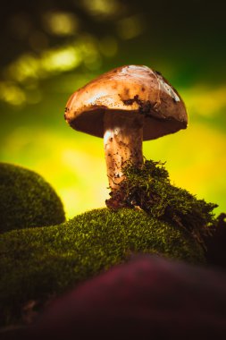 moss ıslak bir şapka ile karanlık kafamız arka plan bulanık