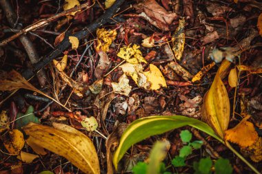sonbahar yaprakları sarı ve yeşil orman yere