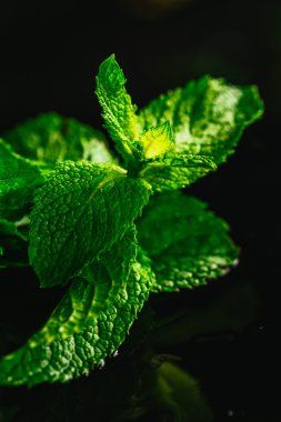 Siyah ayna arka planında taze nane.