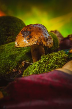 koyu yeşil yosun ıslak şapkalı mantar