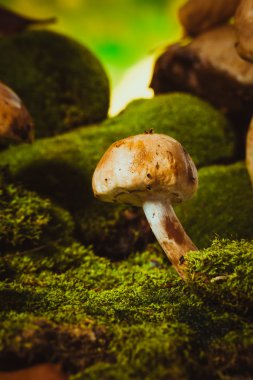 koyu yeşil yosun ıslak şapkalı mantar