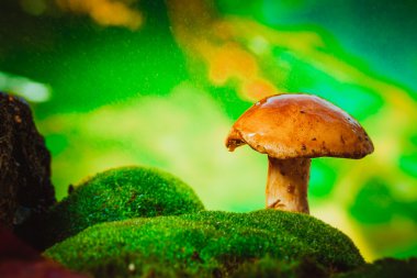 taze kahverengi kap çörek mantar üzerinde yağmur yosun