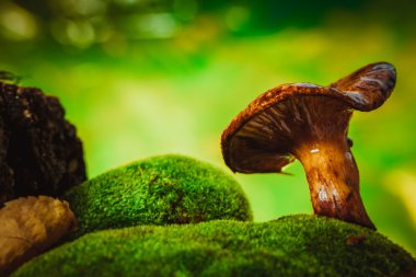 Ormanda yetişen taze mantarlı yosun.