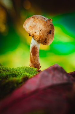 taze mantar orman petrol üzerinde yosun yetişir