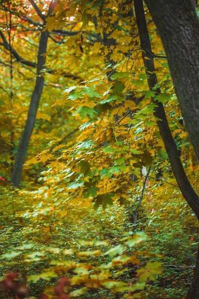 Floresta de outono com folhas amarelas e verdes de árvores — Fotografia de Stock