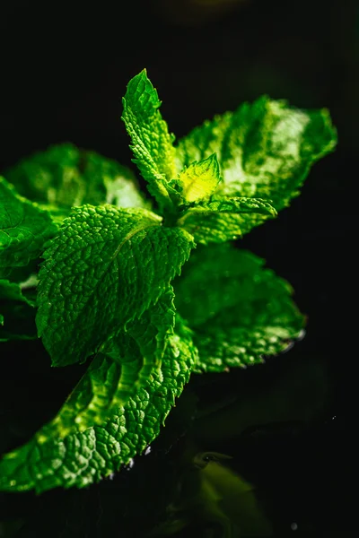 Siyah ayna arka planında taze nane.