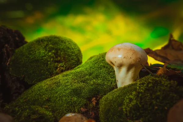 Мокрый грибной пушок растет на зеленом мху — стоковое фото