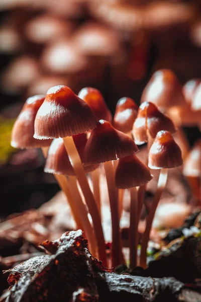 Muchos pequeños hongos en un tocón de árbol de cerca — Foto de Stock