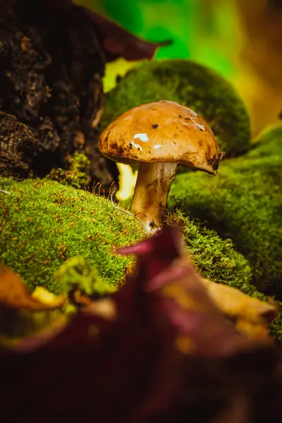 黑暗蘑菇在绿色的青苔与湿的帽子 — 图库照片