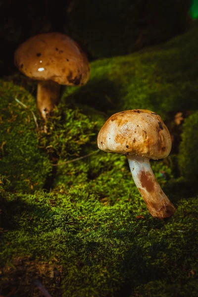 Donkere paddestoelen op groene mos met een natte muts — Stockfoto