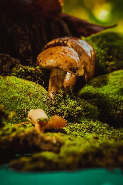 Donkere paddestoelen op groene mos met een natte muts — Stockfoto