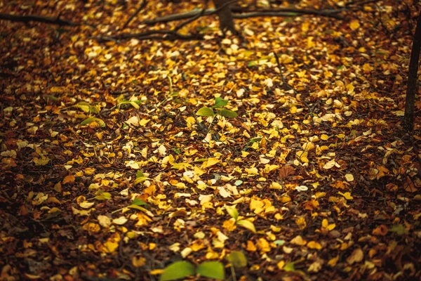 Hojas de otoño amarillo y verde en el suelo en el bosque — Foto de Stock