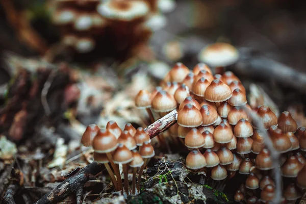 Багато маленьких грибів на деревній пні — стокове фото