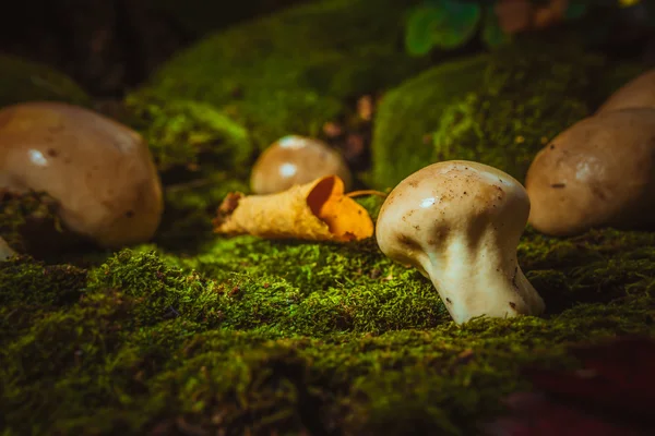 Natte paddestoel Cammel groeit op groene mos — Stockfoto