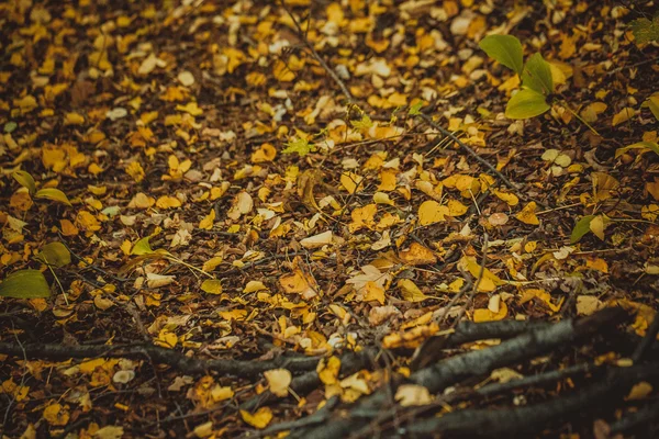 Hojas de otoño amarillo y verde en el suelo en el bosque — Foto de Stock