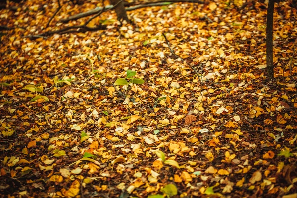Hojas de otoño amarillo y verde en el suelo en el bosque —  Fotos de Stock