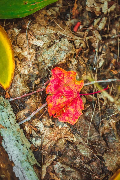 Autumn red leaf on moss and foliage — Stock Photo, Image