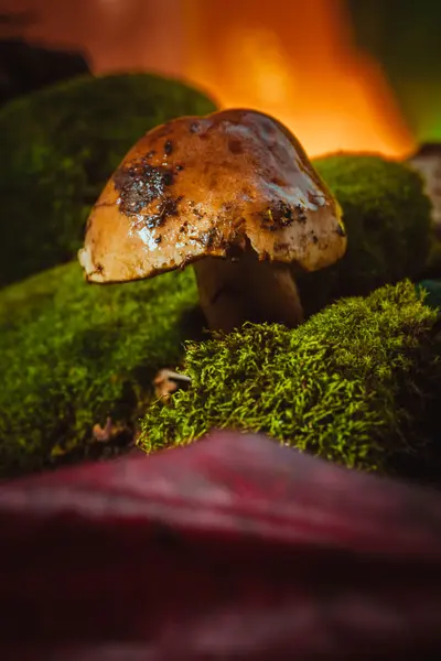 koyu yeşil yosun ıslak şapkalı mantar