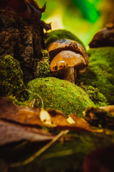 Donkere paddestoelen op groene mos met een natte muts — Stockfoto