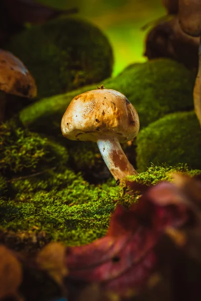 Donkere paddestoelen op groene mos met een natte muts — Stockfoto