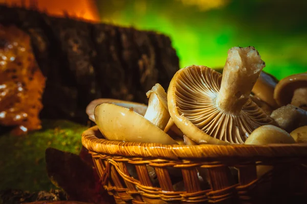 Russula svampar i en korg på nära håll — Stockfoto