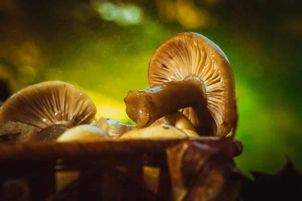 Russula mushrooms in a wicker basket close up — Stock Photo, Image