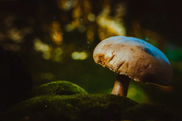 Champiñones del bosque de hongos frescos crece en el musgo — Foto de Stock