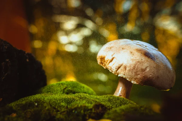 Champiñones del bosque de hongos frescos crece en el musgo — Foto de Stock