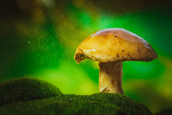 Paddestoel op mos een lichte motregen van regen — Stockfoto