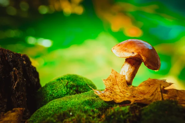 Fresh brown cap boletus mushroom on moss — Stock Photo, Image